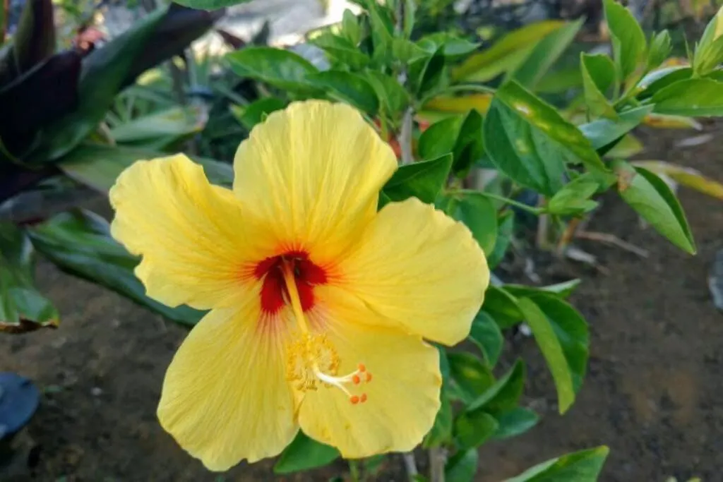 Апартаменты Pahoa Tropical Garden Getaway США