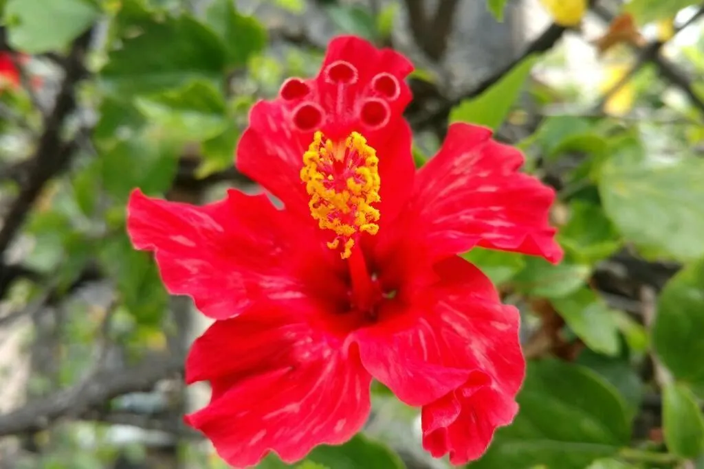 Апартаменты Pahoa Tropical Garden Getaway